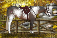 Horse Color:White Spotted Liver Red Roan 