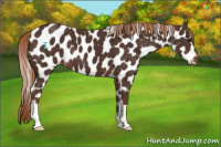 Horse Color:Liver Chestnut Appaloosa 