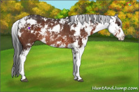 Horse Color:Bay Sabino Rabicano 