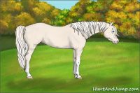 Horse Color:Cremello
