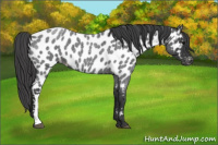 Horse Color:Blue Roan Appaloosa 