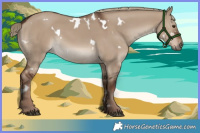 Horse Color:White Spotted Liver Red Dun 