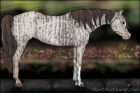 Horse Color:Grullo Roan  and Classic Champagne Roan Dun 