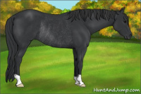 Horse Color:Black Rabicano 