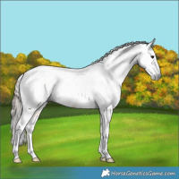 Horse Color:Gray Bay Dun Tobiano Near Leopard 