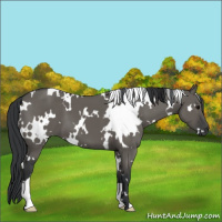 Horse Color:White Spotted Grullo
