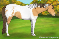 Horse Color:Buckskin Tobiano Appaloosa