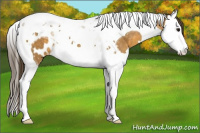 Horse Color:Buckskin Splash Tobiano Near Leopard