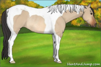 Horse Color:Bay Dun Tobiano Rabicano