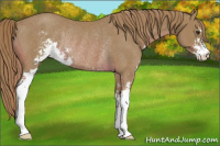 Horse Color:Watercolor Chestnut Sabino Rabicano 