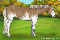 Horse Color:White Spotted Silver Smoky Black Sabino 