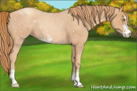 Horse Color:Gold Champagne Sabino 
