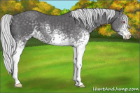 Horse Color:White Spotted Silver Smoky Black Chinchilla Sabino 