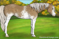 Horse Color:White Spotted Silver Smoky Black Sabino