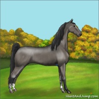 Horse Color:Grullo and Grullo