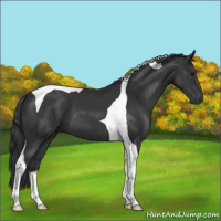 Horse Color:Black Tobiano 