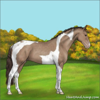 Horse Color:Classic Champagne Tobiano 