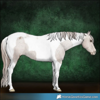 Horse Color:Classic Champagne Tobiano Appaloosa 