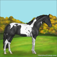 Horse Color:Black Tobiano Blanket 
