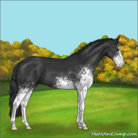 Horse Color:White Spotted Black