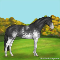 Horse Color:White Spotted Black
