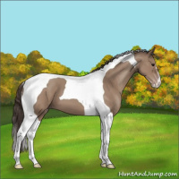 Horse Color:Classic Champagne Tobiano