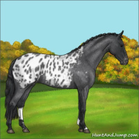 Horse Color:Blue Roan Near Leopard 