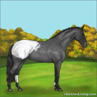 Horse Color:Blue Roan Appaloosa 