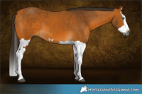 Horse Color:Gray Buckskin Splash  and Gray Buckskin Splash 