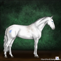 Horse Color:Gray White Spotted Bay Ice Dun Splash Rabicano 