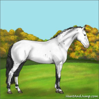 Horse Color:Blue Roan Fewspot 