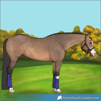 Horse Color:Brown Dun 