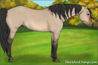Horse Color:Bay Dun