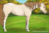 Horse Color:Bay Pearl Dun