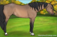 Horse Color:Brown Dun