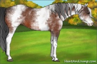 Horse Color:White Spotted Brown 