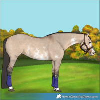 Horse Color:Bay Dun Sabino 