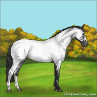 Horse Color:Blue Roan Near Fewspot 