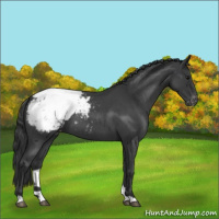 Horse Color:Blue Roan Snowcap 