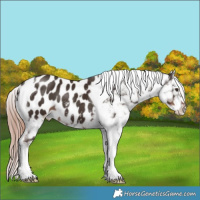 Horse Color:Liver Chestnut Tobiano Near Leopard 