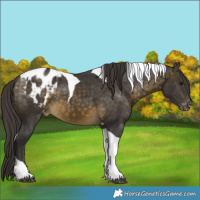 Horse Color:Buckskin Tobiano Appaloosa