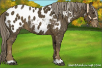 Horse Color:Chocolate Palomino Near Leopard 