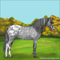 Horse Color:Blue Roan Appaloosa