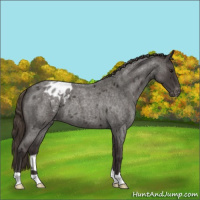 Horse Color:Smoky Blue Roan Appaloosa