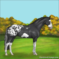 Horse Color:Blue Roan Splash Frame Appaloosa 