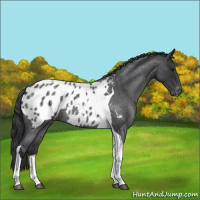 Horse Color:Blue Roan Tobiano Appaloosa 