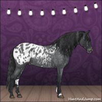 Horse Color:Blue Roan Appaloosa 