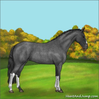 Horse Color:Blue Roan Varnish 