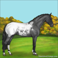 Horse Color:Blue Roan Appaloosa 