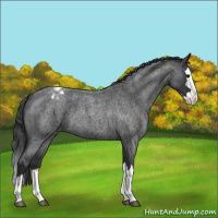 Horse Color:Blue Roan Splash Varnish 